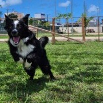 Arya correndo e brincando na grama.
