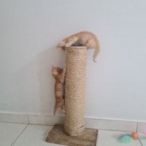 Garanta novos filhos para os pais de pet