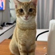 Hidratação dos pelos da Ellie