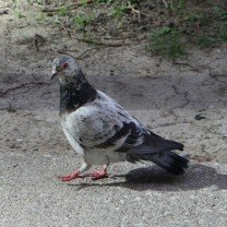 Passeio para observação de aves exóticas