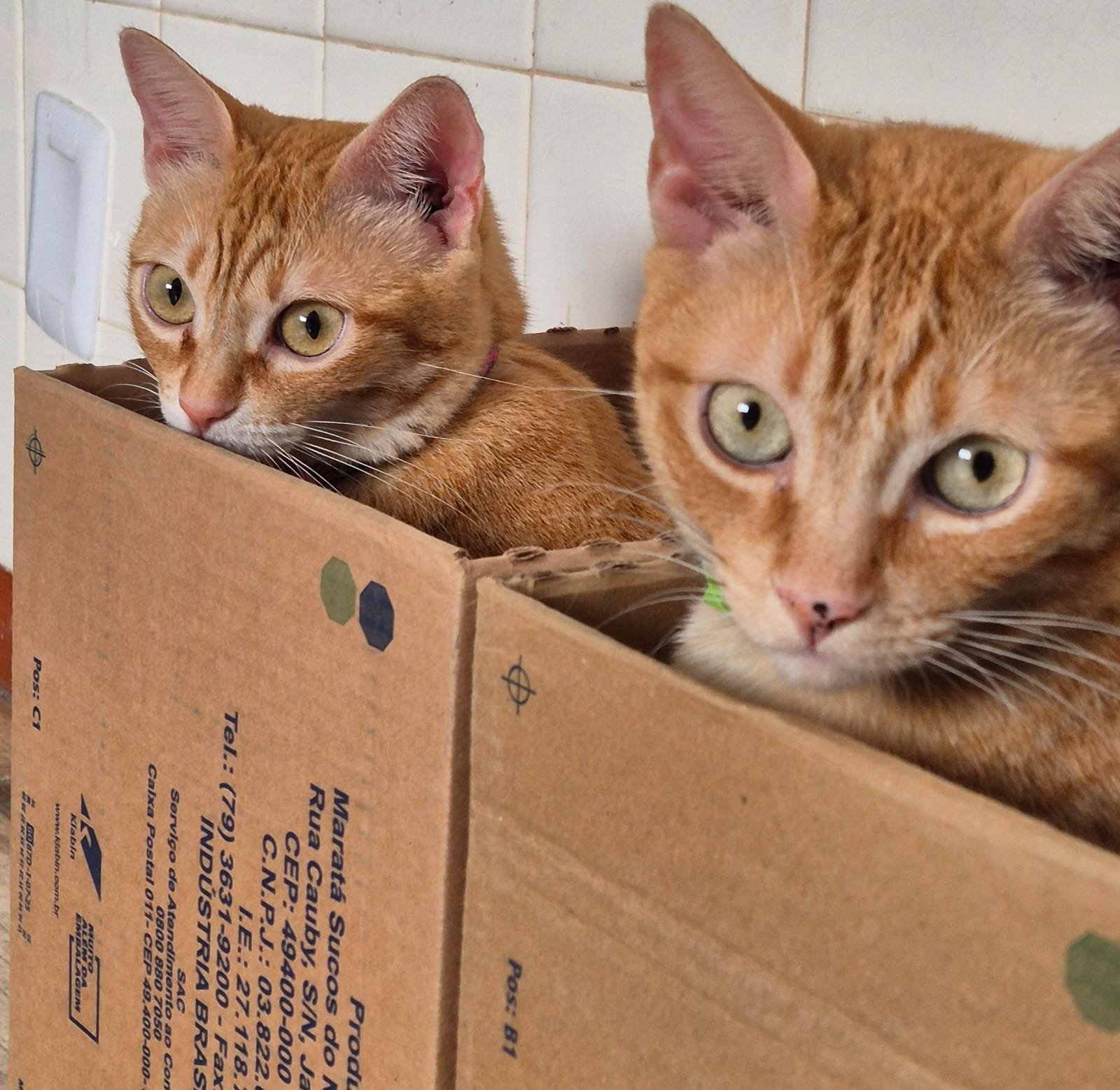 Casinha para os gatos