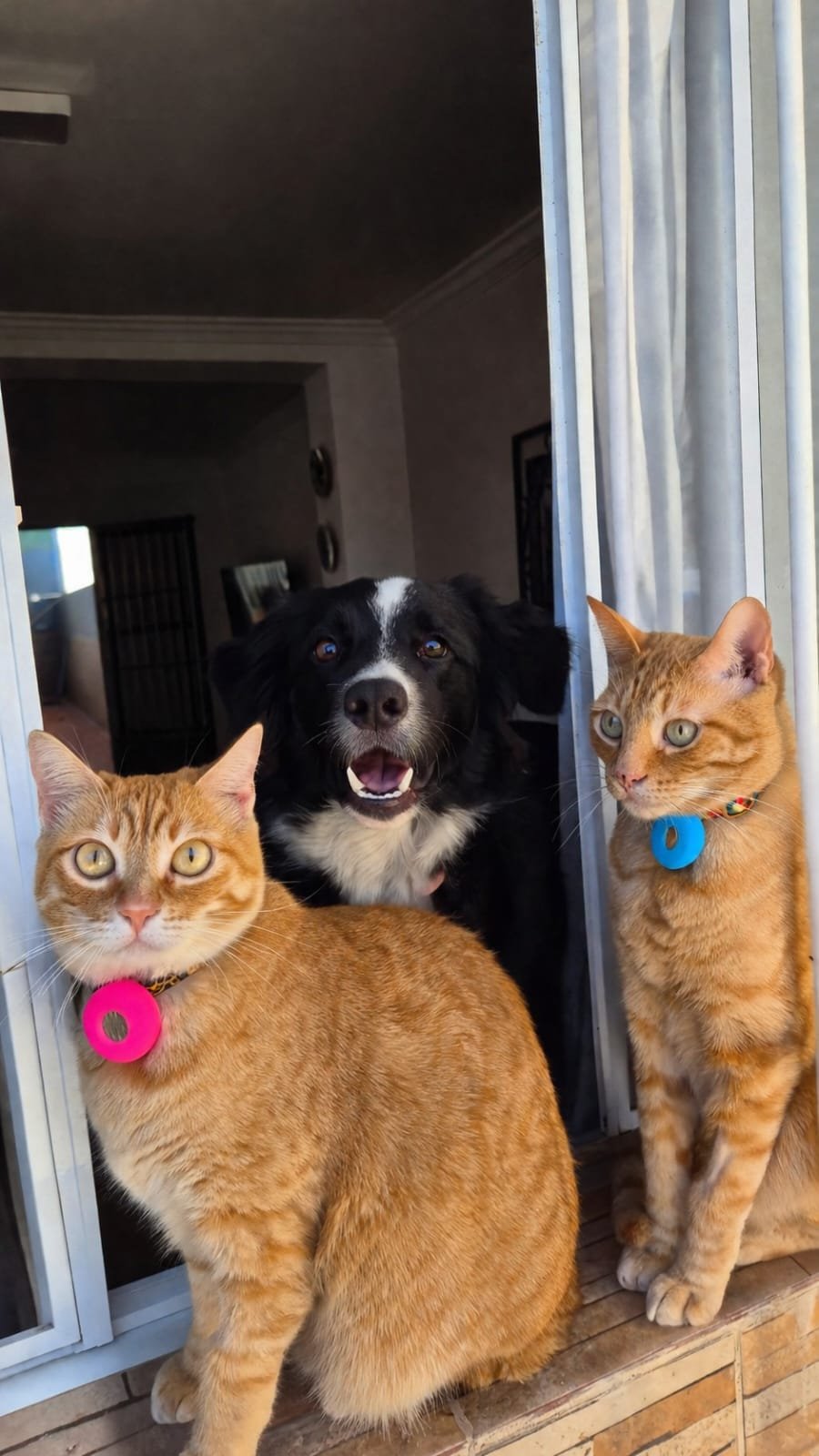 Os dois gatos e o cachorro do casal juntos na janela.